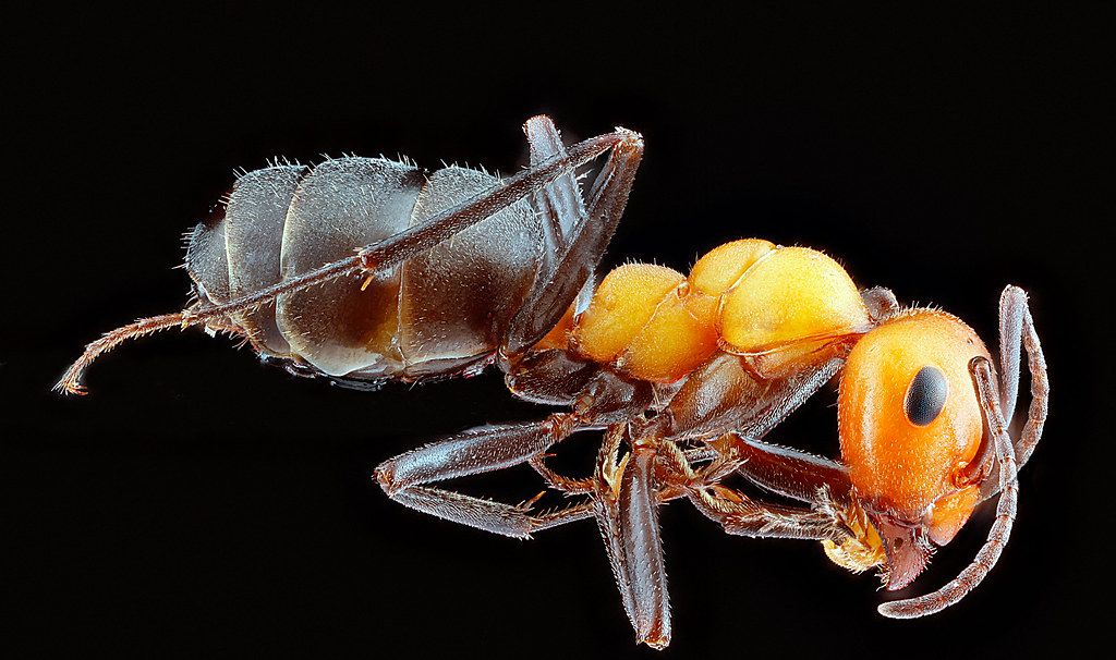 Ant Control service in Hoover, AL