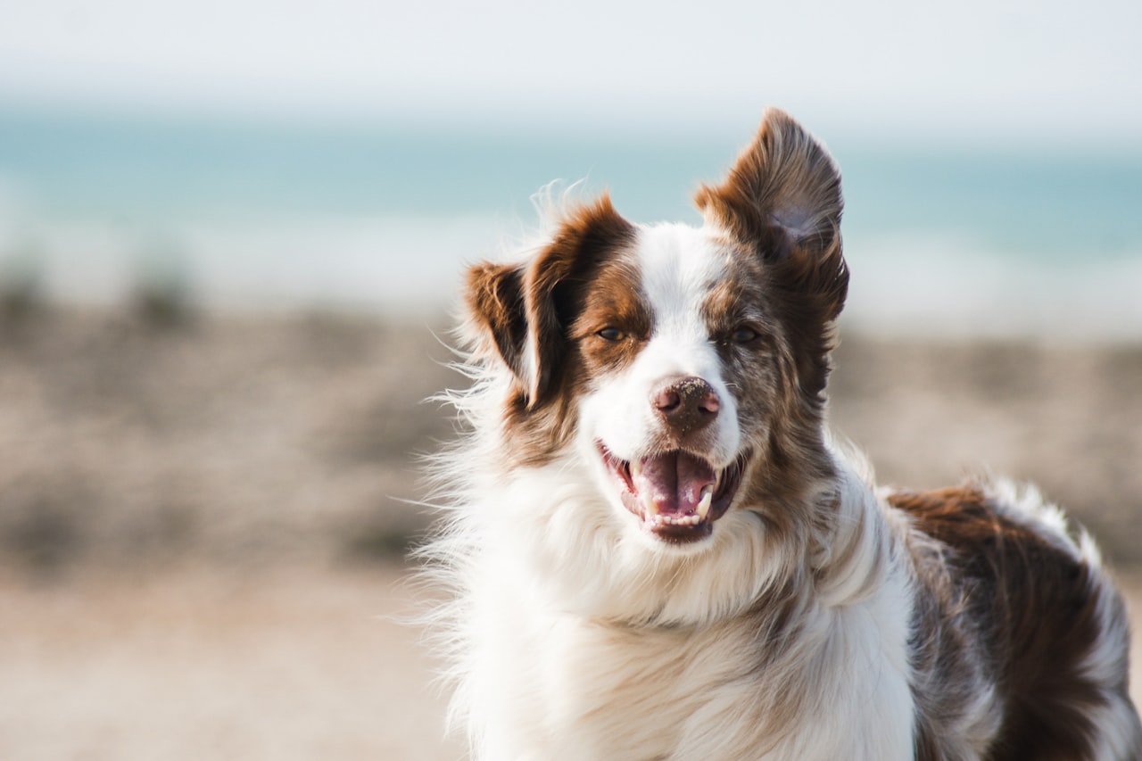 Flea & Tick Control service in Hoover, AL