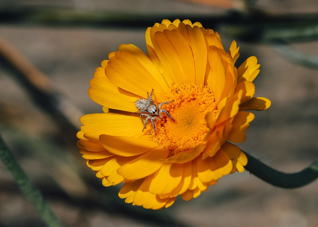 Spider Control service in Hoover, AL